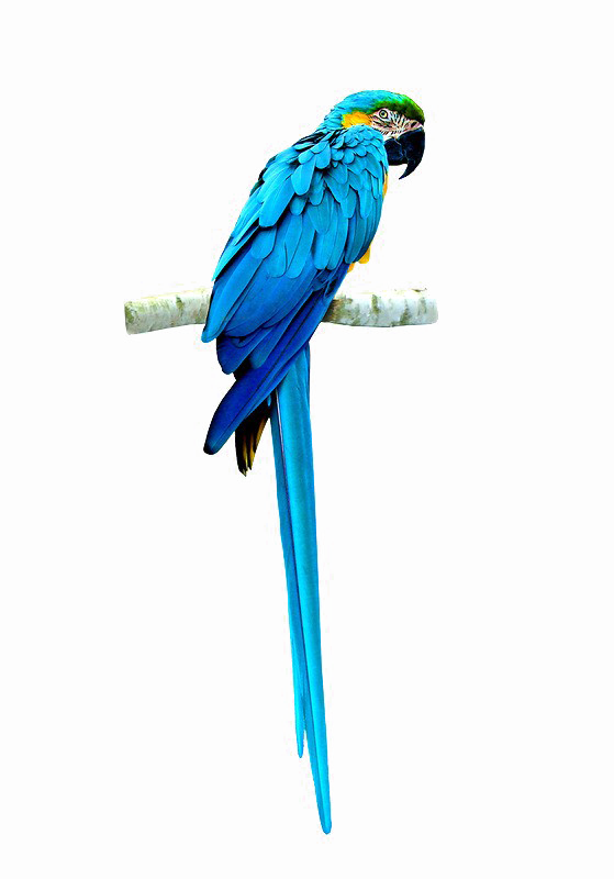 Blue Parrot PNG Image Background