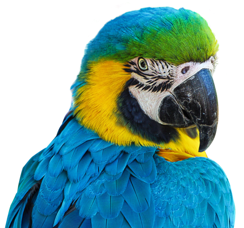 Blue Parrot PNG Gambar Transparan