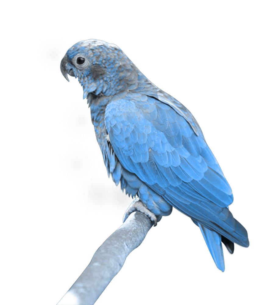Blue Parrot PNG Image