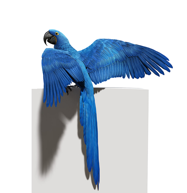 Foto PNG pappagallo blu