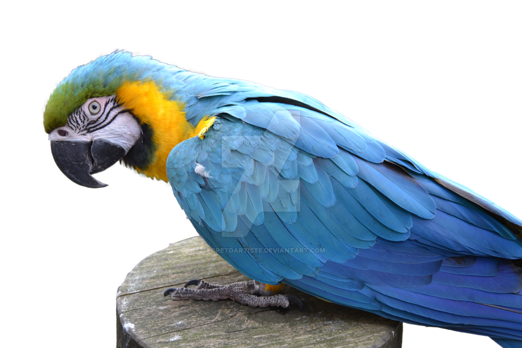 Blue Parrot PNG Pic