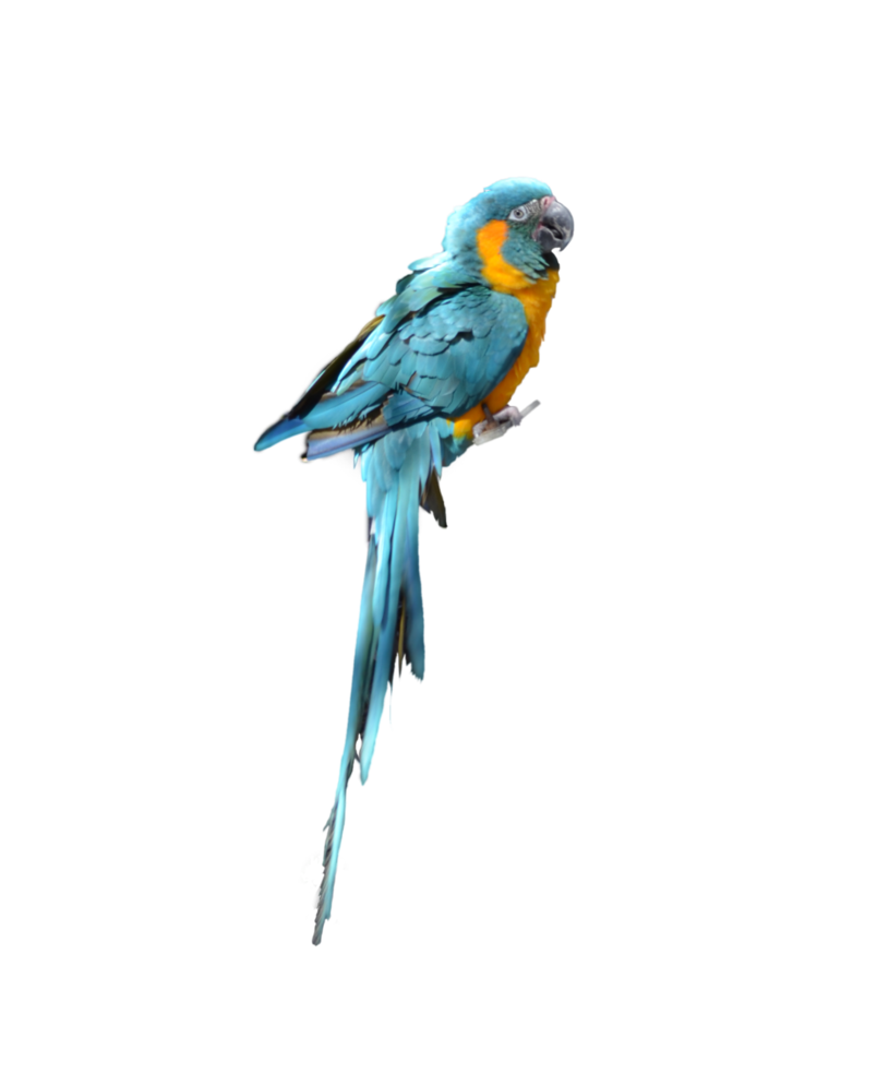 Blue Parrot PNG картина