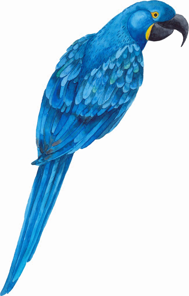 Biru Parrot PNG Gambar Transparan