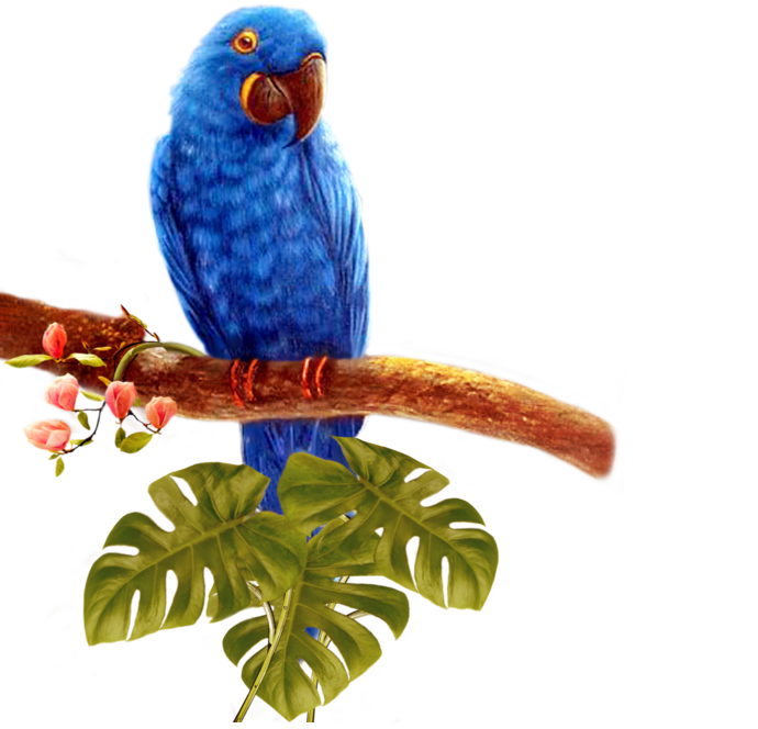 Blue Parrot прозрачный фон PNG