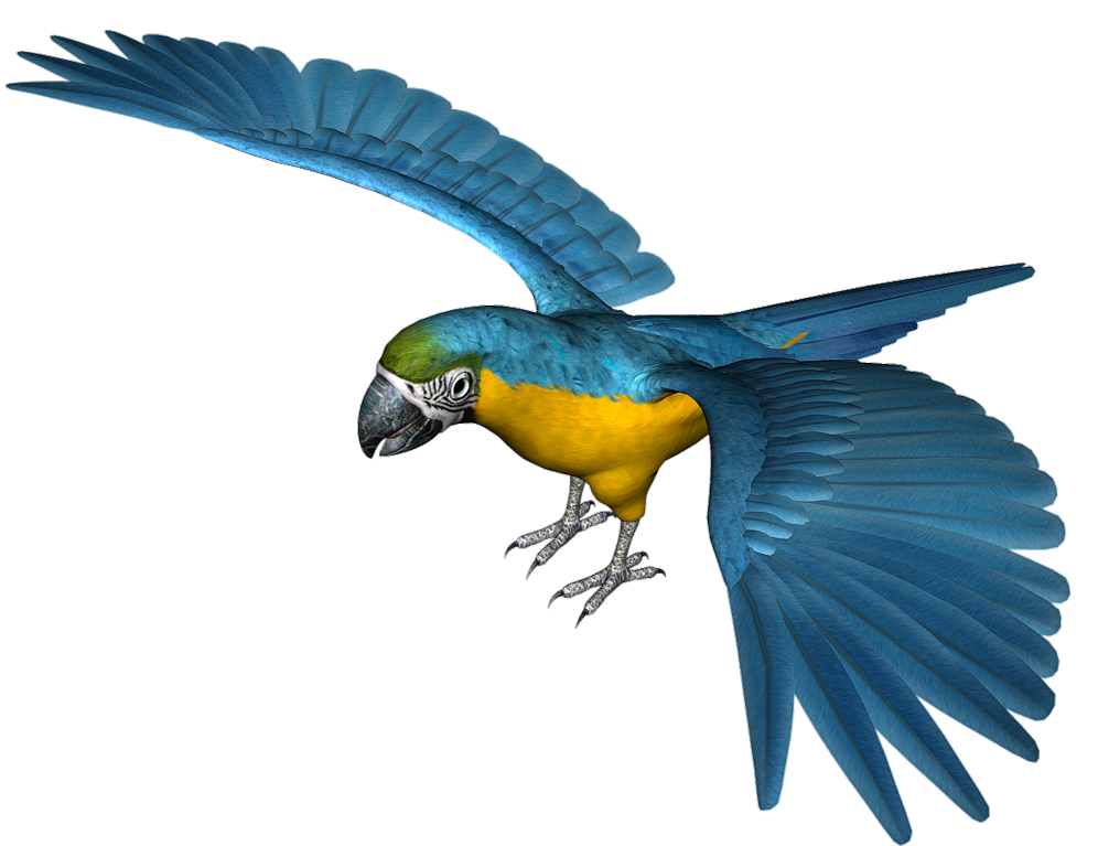 Blauw papegaai Transparant Beeld
