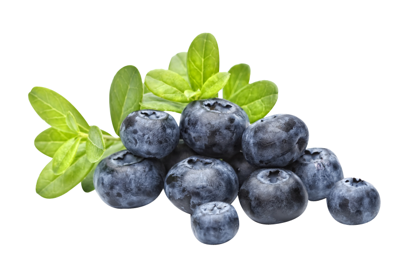 Blueberry Gambar Transparan