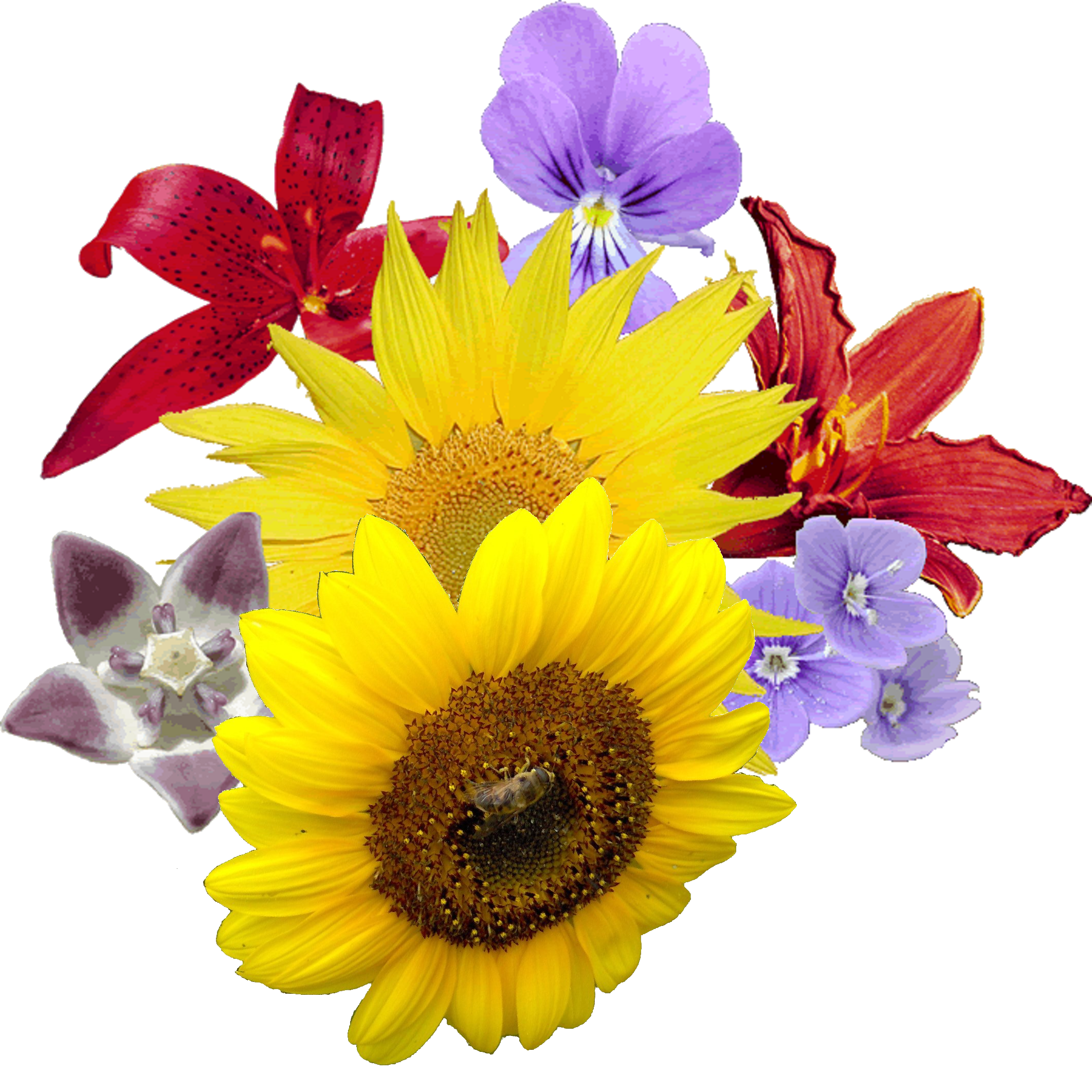 Bouquet of Birthday Flowers PNG Image Background