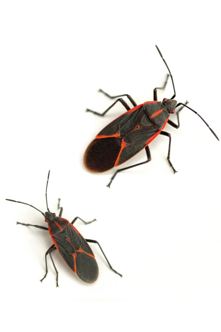Boxelder Bug PNG Image Background