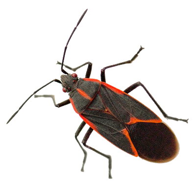 Boxelder Bug Transparent Image