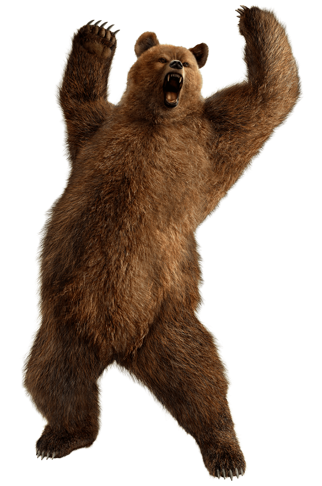 Brown Bear PNG Download Image
