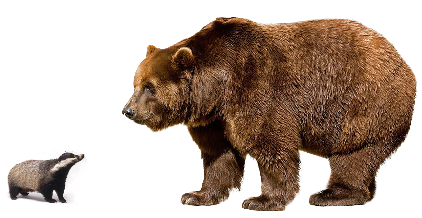 Brown Bear PNG Image Background