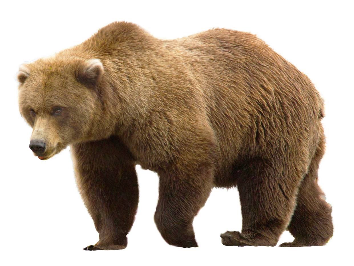 Бурый медведь PNG фото