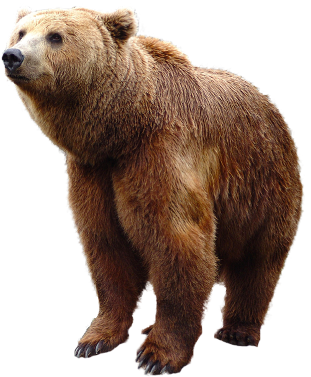 Brown Bear PNG Picture