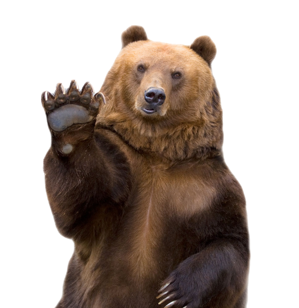 Brown Bear Transparent Image