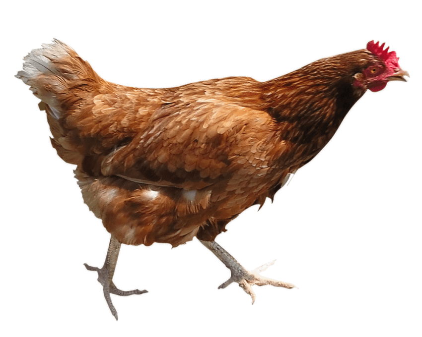Brown Chicken PNG Free Download