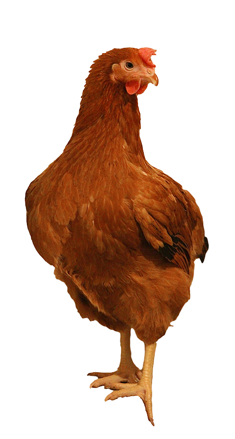 Brown Chicken PNG Image Background