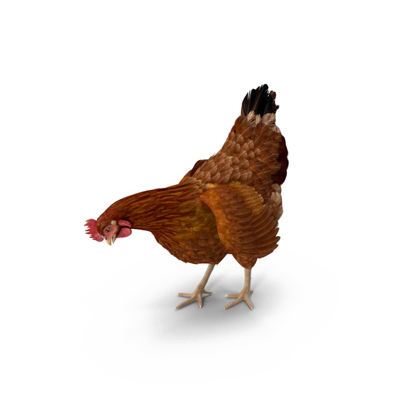 Image PNG de poulet brun