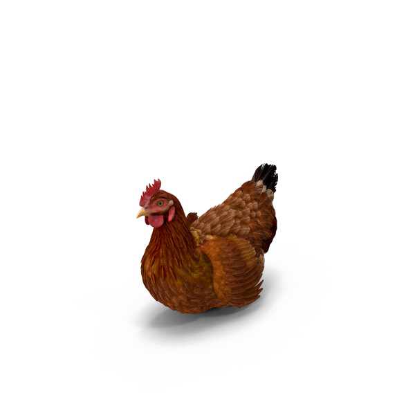Brown Chicken PNG Photo
