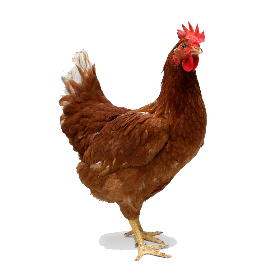 Image de PNG de poulet brun