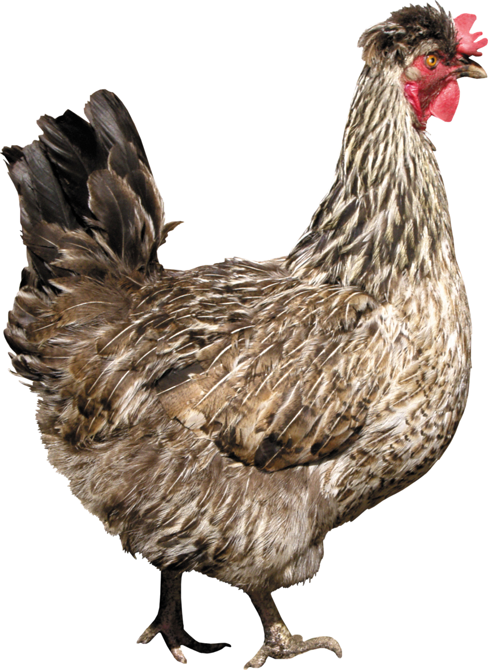 Image Transparente PNG de poulet brun