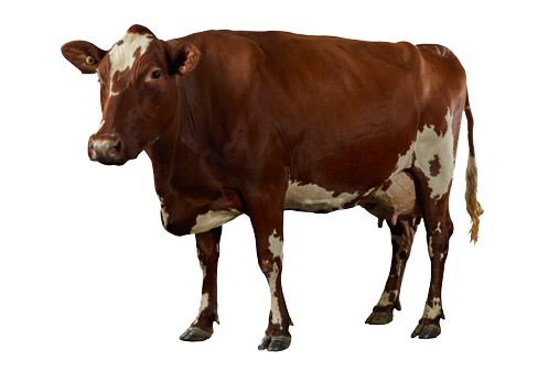 Brown Cow Free PNG Image