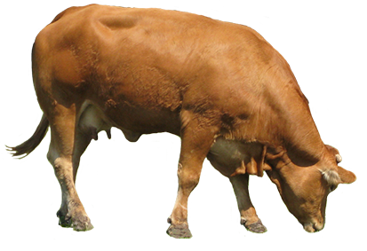 Brown Cow PNG descargar imagen