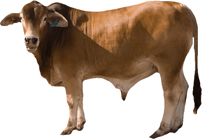 Brown Cow PNG Kostenloser Download