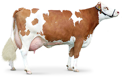 Brown Cow PNG Photo