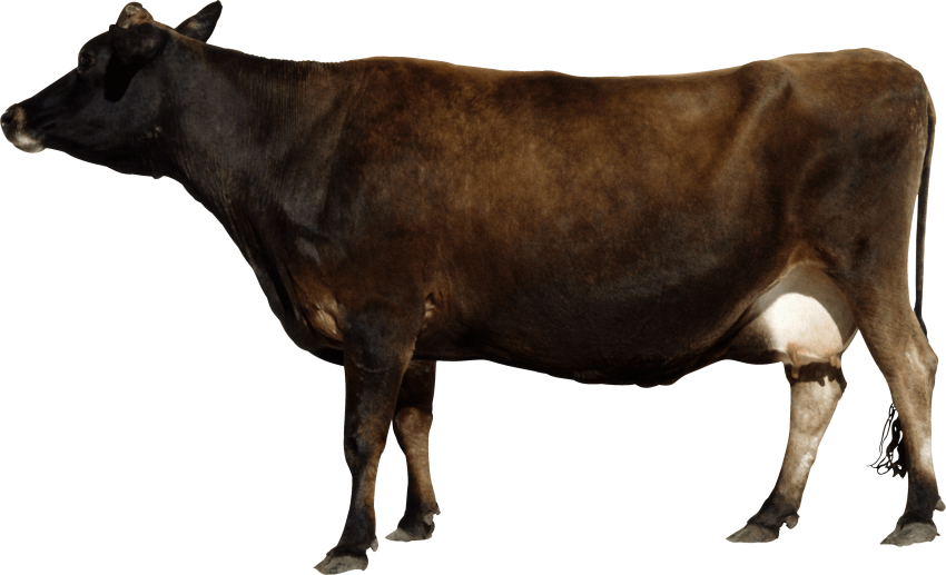 Imagen Transparente de la vaca marrón