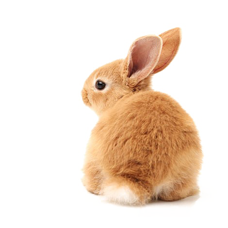 Coniglio marrone Scarica limmagine PNG