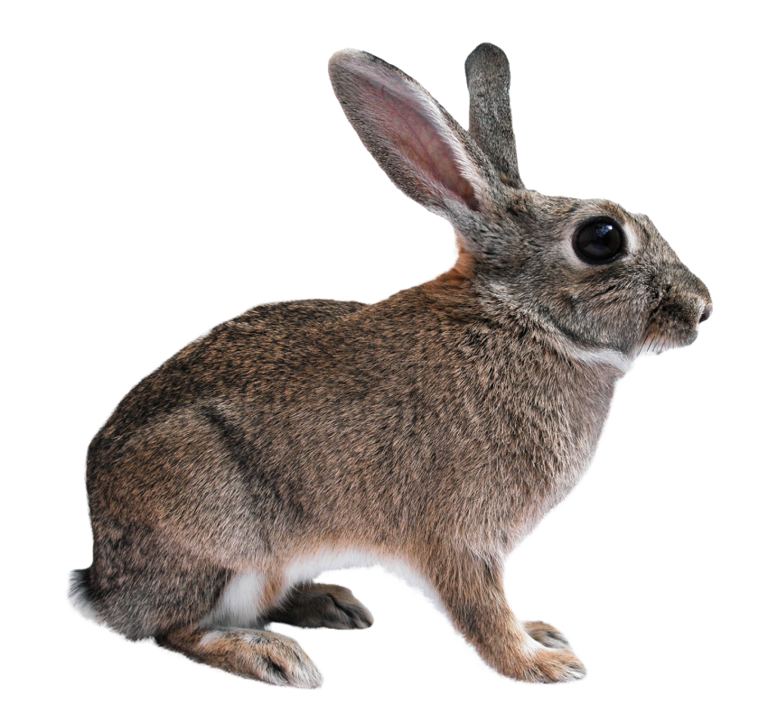 الأرنب البني تحميل صورة PNG شفافة