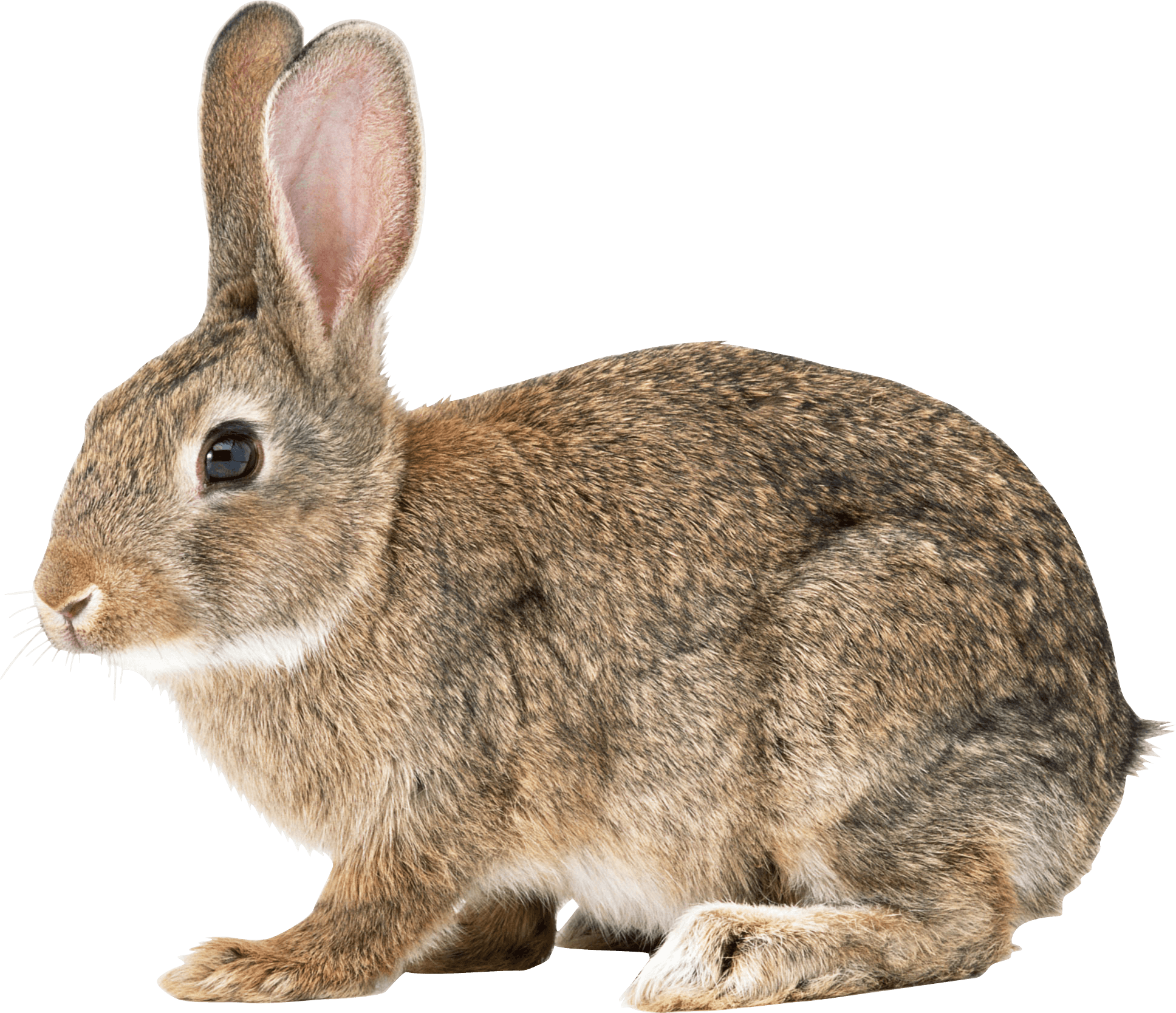 Immagine del PNG del coniglio marrone