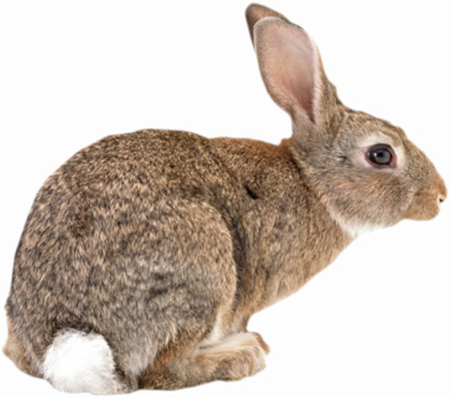 Коричневый кролик PNG Image