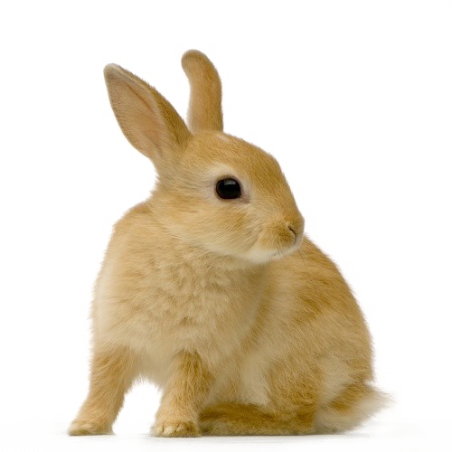 Braunes Kaninchen-PNG-Bild