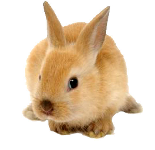 Brown Rabbit PNG Transparent Image