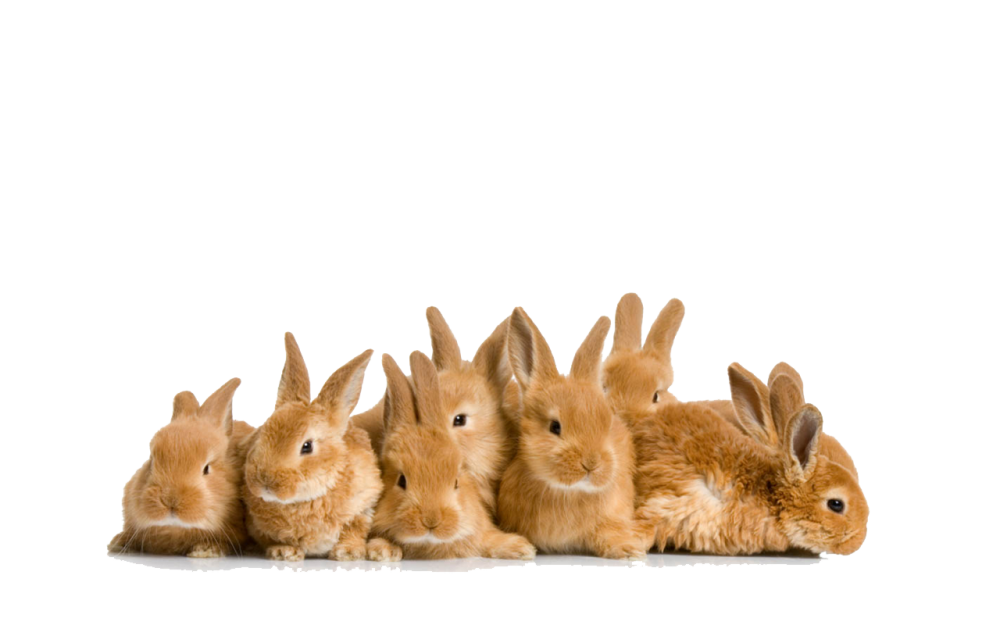 Brown Rabbit Transparent Background PNG