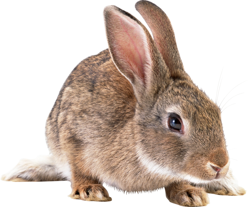 Brown-Kaninchen-transparente Bilder