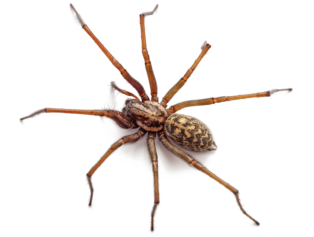 Brown Spider PNG Free Download