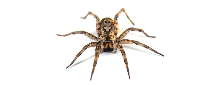 Immagine di alta qualità del ragno marrone