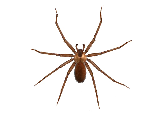Brown Spider PNG Image