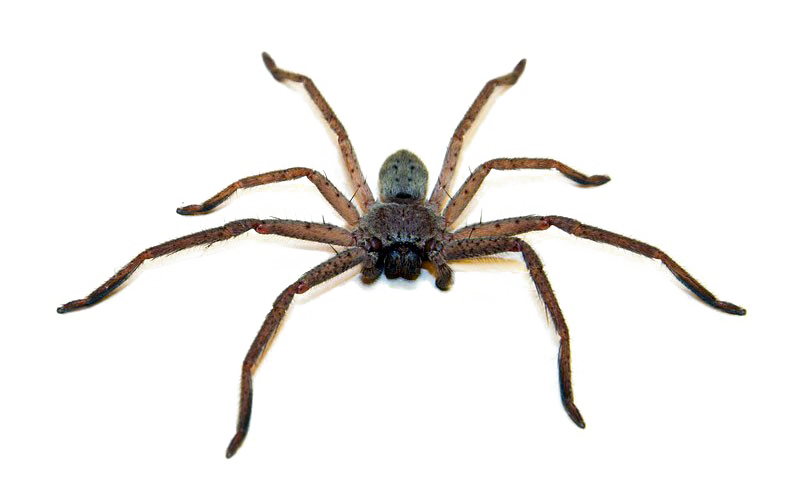 Brown Spider PNG Photo