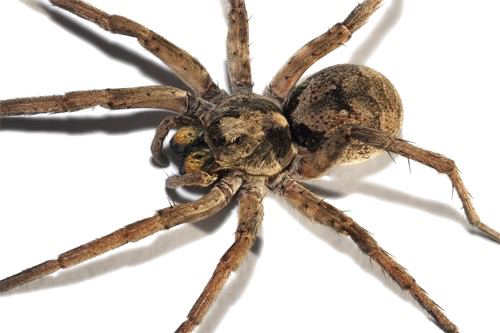 Brown Spider PNG Picture