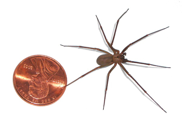 Immagine Trasparente ragno marrone