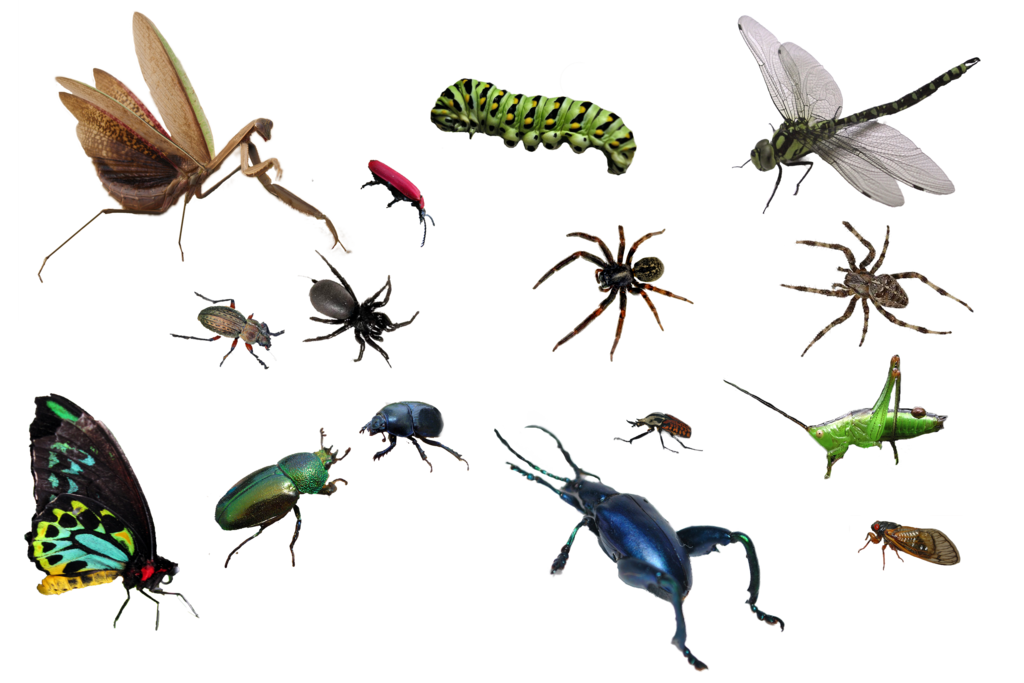 Bug PNG Image