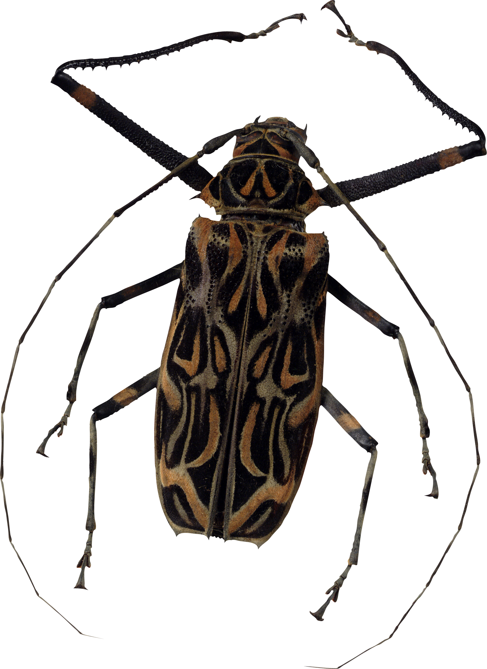 Bug PNG Photo