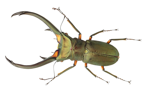 Bug PNG Picture
