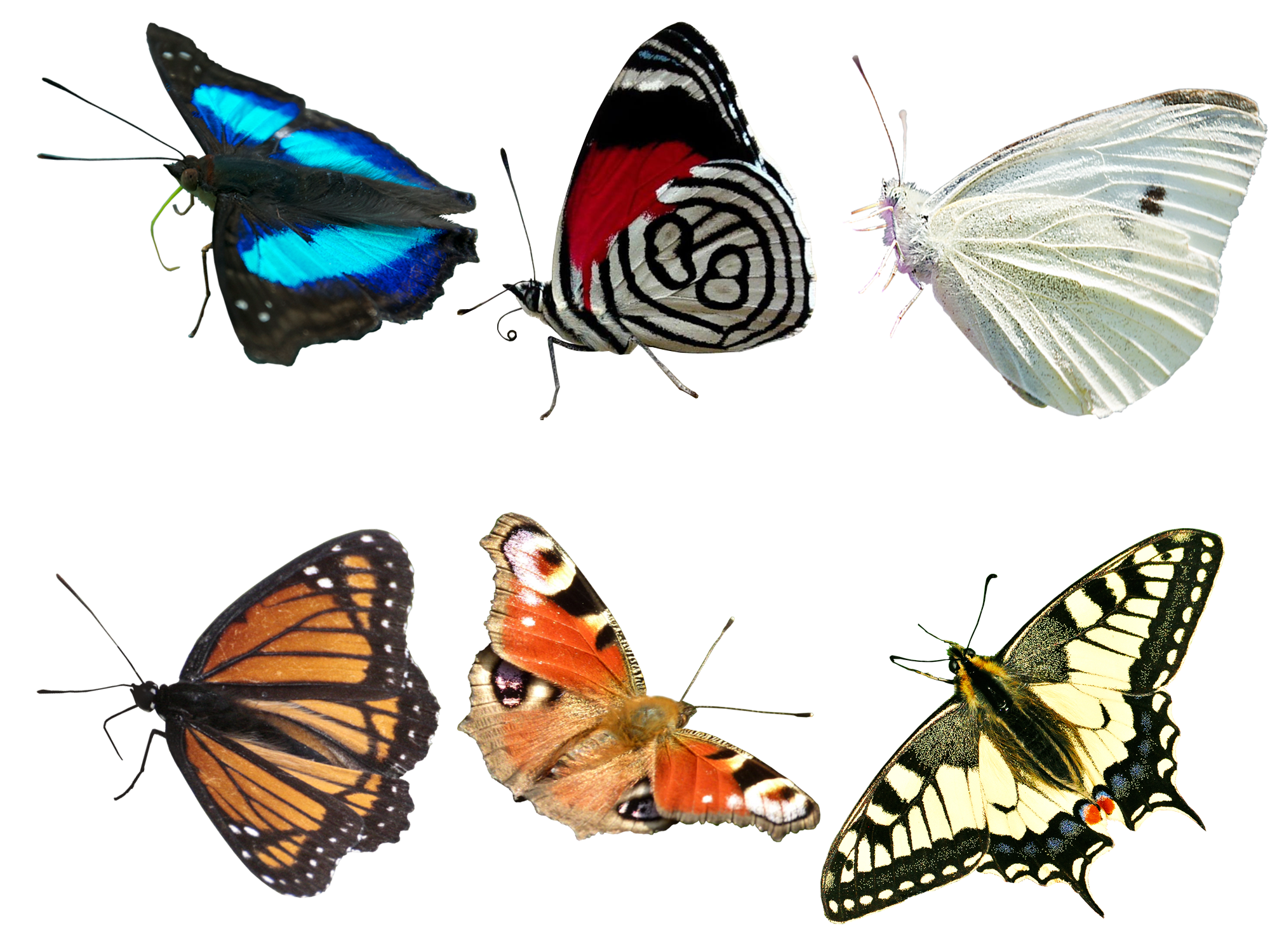 나비 PNG 이미지