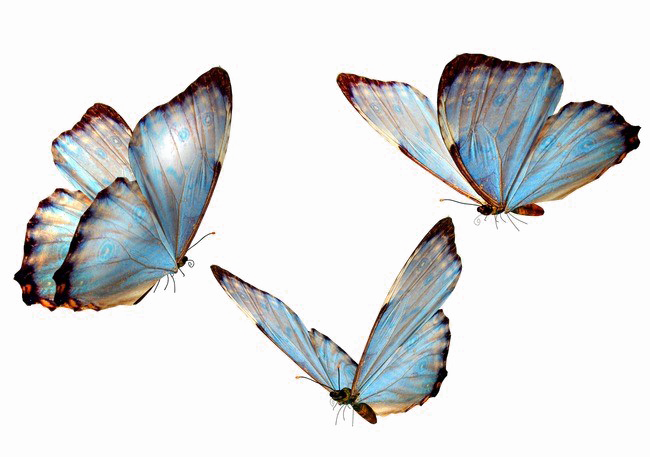 Papillons PNG photo