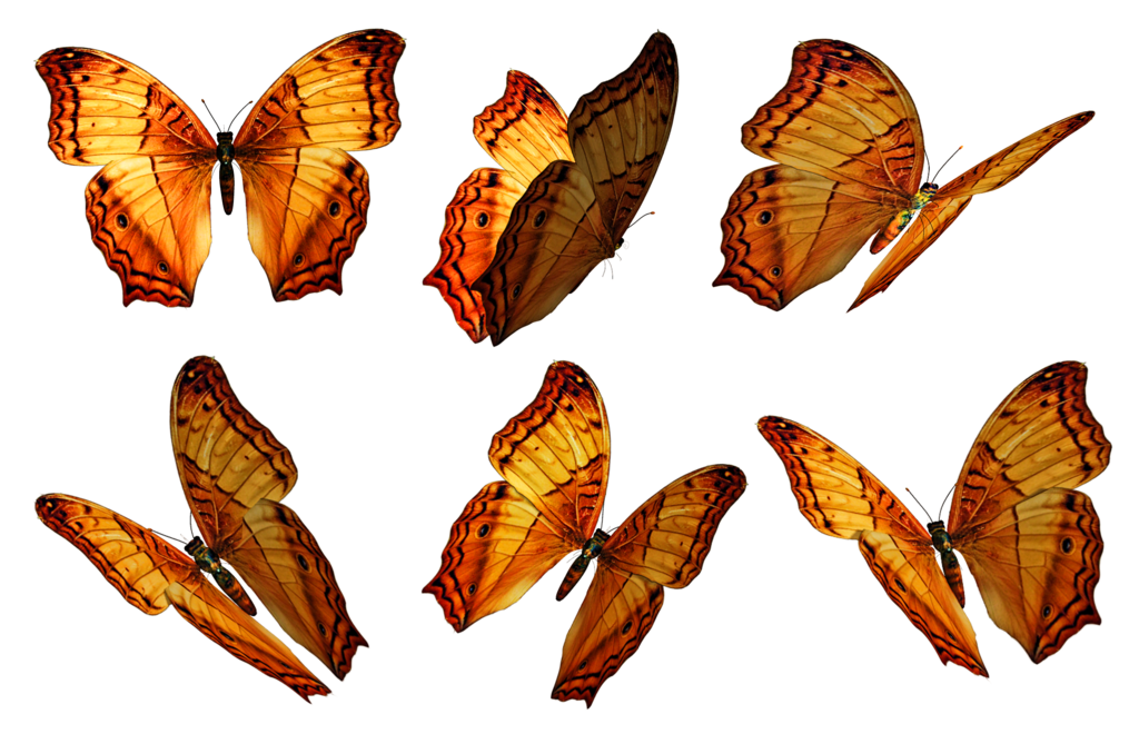 Butterflies PNG Pic