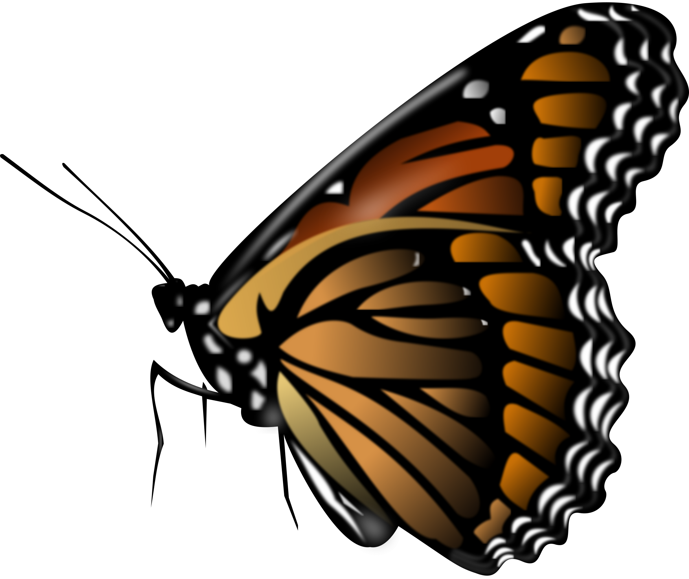 Butterflies PNG Picture